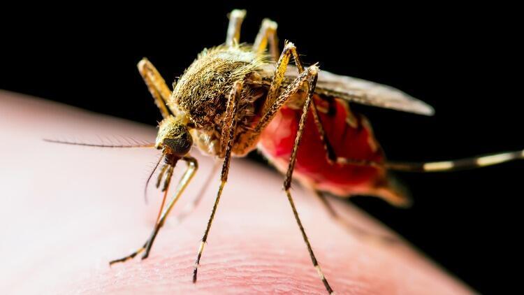 Aedes Sivrisinek Isırığı Belirtileri Nelerdir, Tedavisi Var Mı? Aedes Sivrisinek Isırığından Korunmanın Yolları
