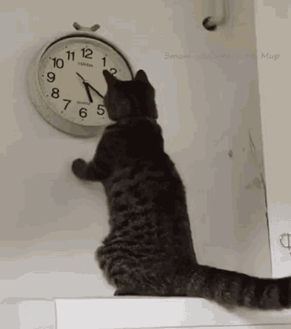 Cat Changing The Clock Changing The Time GIF - Cat Changing The Clock  Changing The Time Kitty - Discover & Share GIFs | Cats, Vines funny videos,  Cute cats